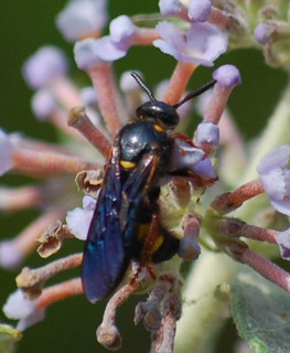 Cerceris insolita, Weevil Wasp