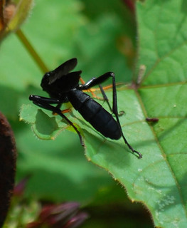 Gnamptopelta obsidianator, Ichneumonid Wasp
