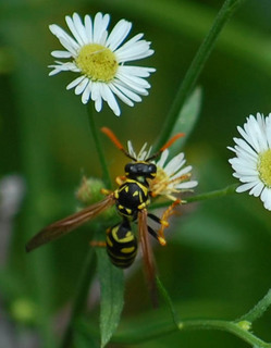Polistes dominula, Paper Wasp