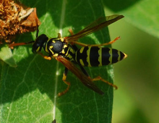 Polistes dominula, Paper Wasp