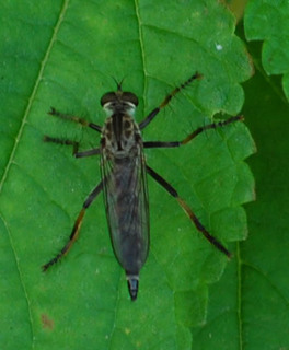 Promachus fitchii, Robber Fly