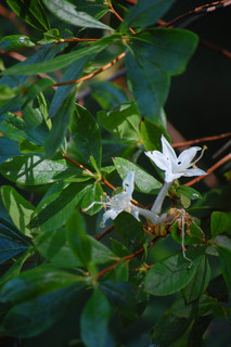 Rhododendron viscosum, Swamp Azalea
