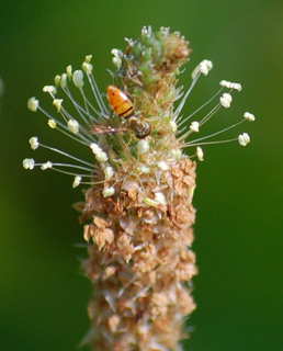 Toxomerus marginatus, Sweat Bee