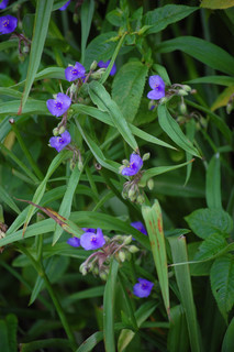 Tradescantia virginiana, Virginia Spiderwort