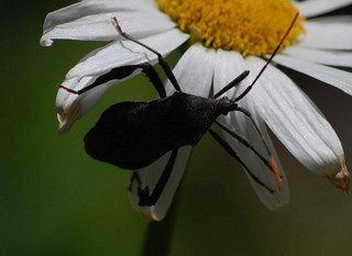 Acanthocephala terminalis, Leaf-footed Bug