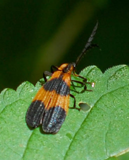 Calopteron reticulatum, Reticulated Net-winged Beetle