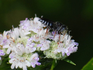 Coelioxys octodentata, Resin Bee Male