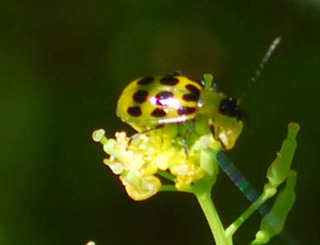 Diabrotica undecimpunctata, howardii- Spotted Cucumber Beetle