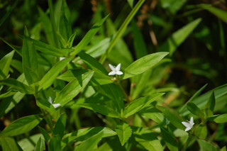 Diodia teres, Virginia Buttonweed