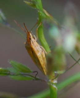 Elasmostethus cruciatus, Green Stink Bug