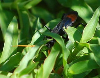 Entypus unifasciatus, Spider Wasp