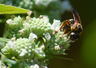 Halictus parallelus, Sweat Bee female