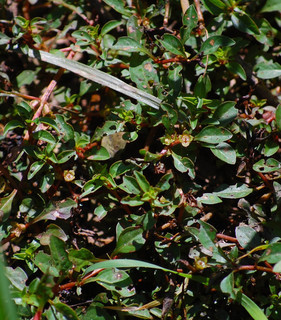 Ludwigia palustris, Common Water-purslane