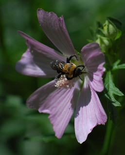 Ptilothrix bombiformis, Hibiscus Bee