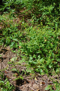 Rorippa palustris, Common Yellow Cress