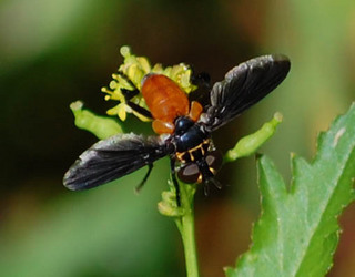 Trichopoda pennipes, Tachina Fly