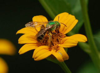 Agapostemon virescens, Bicolored Agapostemon sweat bee