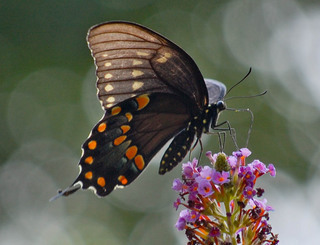 Papilio troilus, Spicebush Swallowtail Male