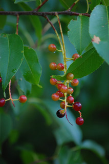 Prunus serotina, Black Cherry fruit