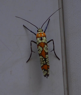 Atteva punctella, Ailanthus Webworm Moth