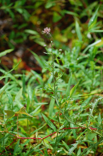 Cirsium arvense, Canada Thistle