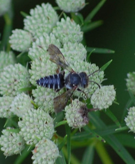 Coelioxys octodentata, Resin Bee