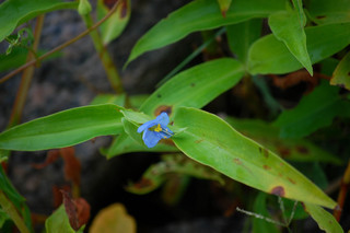 Commelina virginica, Virginia Dayflower