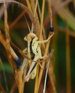 Paroxya clavuliger, Olive-green Swamp Grasshopper male