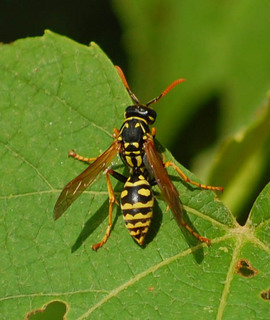 Polistes dominula, Paper wasp