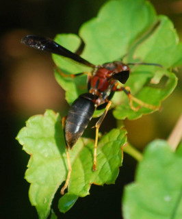 Polistes metricus, Paper Wasp