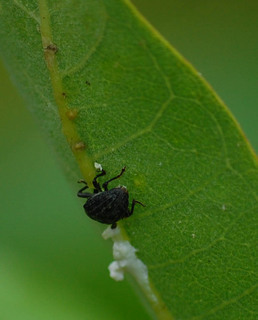 Rhyssomatus lineaticollis, Milkweed Stem Weevil