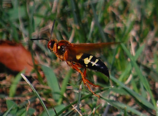 Sphecius speciosus, Eastern Cicada Killer
