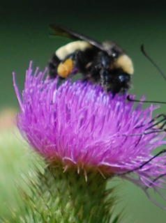 Bombus pensylvanicus, American Bumble Bee