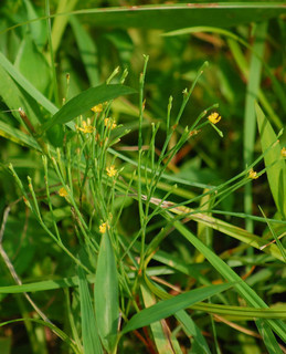 Hypericum gentianoides, Orange Grass