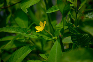 Ludwigia leptocarpa, Anglestem Water Primrose