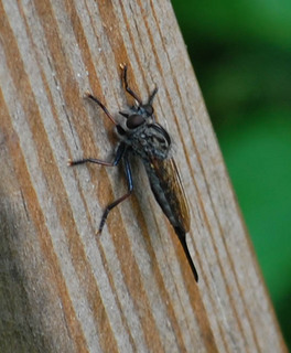 Machimus notatus, Robber Fly female