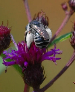 Melissodes denticulata, Female Long-horned Bee