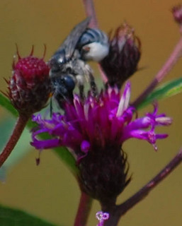 Melissodes denticulata, Long-horned Bee