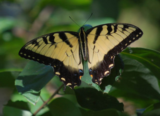 Papilio glaucus, Tiger Swallowtail male