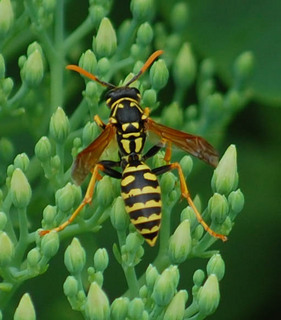 Polistes dominula, European Paper Wasp