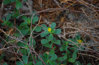 Portulaca oleracea, Common Purslane