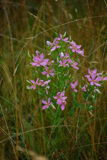 Sabatia angularis, Common Marsh-Pink