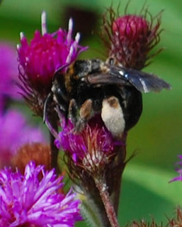 Svastra obliqua caliginosa, Long-horned Bee female