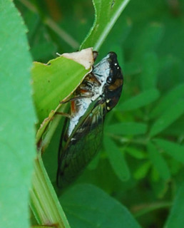 Tibicen chloromera, Swamp Cicada