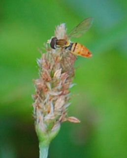 Toxomerus marginatus, Flower Fly