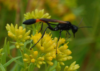 Ammophila pictipennis, Brown Thread-waisted Wasp