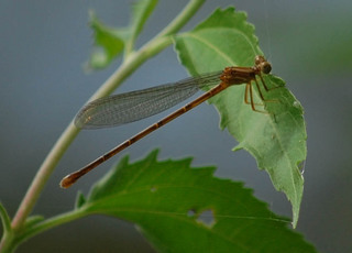 Argia apicalis, Brown form female Blue-fronted Dancer
