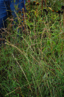 Bouteloua curtipendula, Side-oats Gramma Grass
