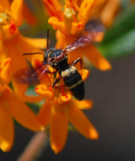 Epeolus bifasciatus, Cuckoo Bee