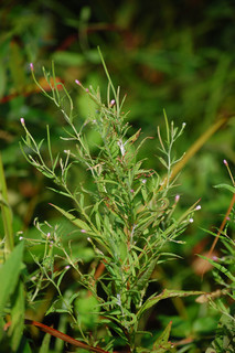 Epilobium leptophyllum, American Willow-herb